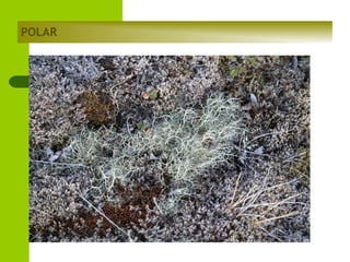 POLAR

 