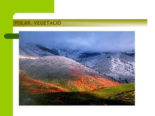 POLAR. VEGETACIÓ

 