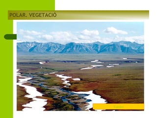 POLAR. VEGETACIÓ

Tundra

 