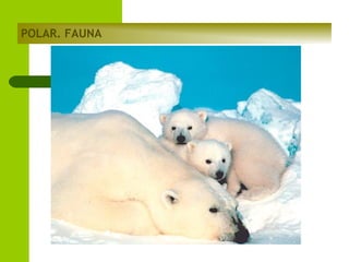 POLAR. FAUNA

 