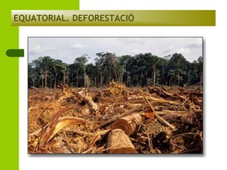 EQUATORIAL. DEFORESTACIÓ

 