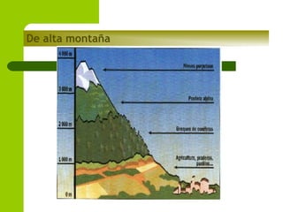 De alta montaña

 