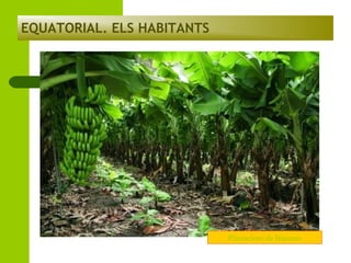EQUATORIAL. ELS HABITANTS

Plantacions de Bananes

 
