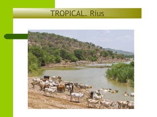 TROPICAL. Rius

 