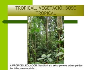 TROPICAL. VEGETACIÓ. BOSC
TROPICAL

A PROP DE L’EQUADOR: Semblant a la selva però els arbres perden
les fulles, més espaiats…

 