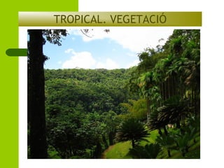 TROPICAL. VEGETACIÓ

 