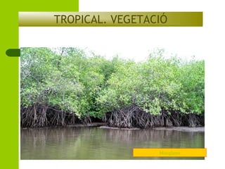 TROPICAL. VEGETACIÓ

Manglares

 