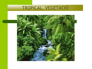TROPICAL. VEGETACIÓ

 