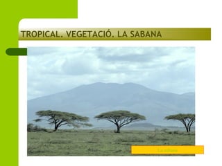 TROPICAL. VEGETACIÓ. LA SABANA

La sabana

 
