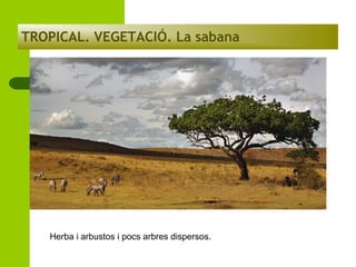TROPICAL. VEGETACIÓ. La sabana

Herba i arbustos i pocs arbres dispersos.

 