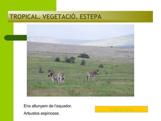 TROPICAL. VEGETACIÓ. ESTEPA

Ens allunyem de l’equador.
Arbustos espinosos

Estepa de África

 