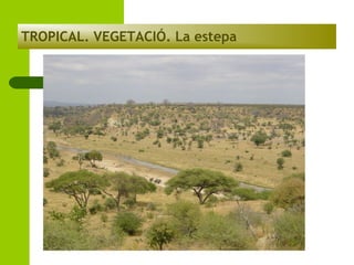 TROPICAL. VEGETACIÓ. La estepa

 