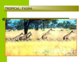 TROPICAL. FAUNA

 