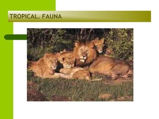 TROPICAL. FAUNA

 