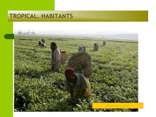 TROPICAL. HABITANTS

Plantación de té

 