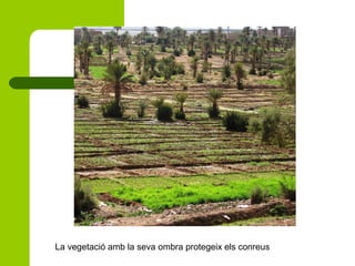La vegetació amb la seva ombra protegeix els conreus

 