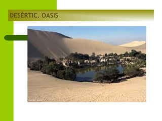 DESÈRTIC. OASIS

 