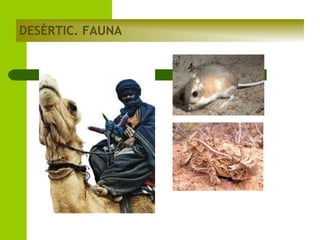 DESÈRTIC. FAUNA

 