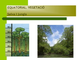EQUATORIAL. VEGETACIÓ
Selva I jungla

 