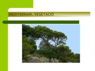MEDITERRANI. VEGETACIÓ

 