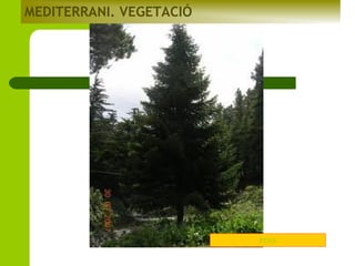 MEDITERRANI. VEGETACIÓ

PINS

 