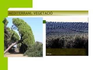 MEDITERRANI. VEGETACIÓ

 