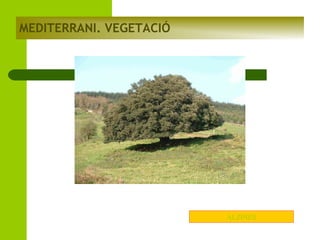MEDITERRANI. VEGETACIÓ

ALZINES

 
