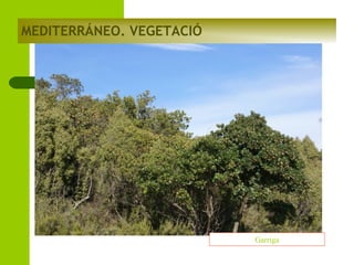 MEDITERRÁNEO. VEGETACIÓ

Garriga

 