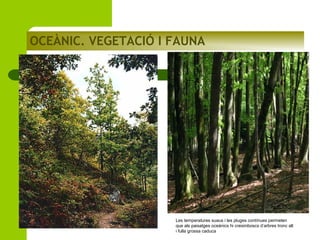 OCEÀNIC. VEGETACIÓ I FAUNA

Les temperatures suaus i les pluges contínues permeten
que als paisatges oceànics hi creixinboscs d’arbres tronc alt
i fulla grossa caduca

 