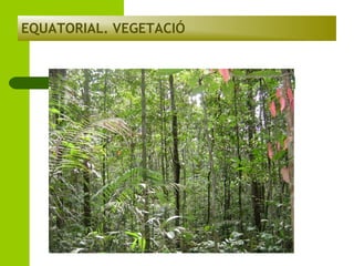 EQUATORIAL. VEGETACIÓ

 