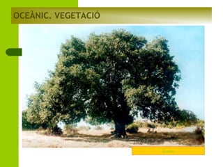 OCEÀNIC. VEGETACIÓ

Roure

 