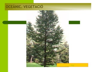 OCEÀNIC. VEGETACIÓ

faig

 