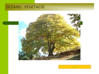 OCEÀNIC. VEGETACIÓ

Castany

 