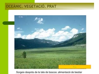 OCEÀNIC. VEGETACIÓ. PRAT

Prat

Sorgeix després de la tala de boscos: alimentació de bestiar

 