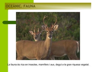 OCEÀNIC. FAUNA

La fauna és rica en insectes, mamífers i aus, degut a la gran riquesa vegetal.

 