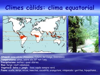Climes càlids: clima equatorial
Situació: zona càlida (Amazònia, Cubeta del Congo, Indonèsia).
Temperatures: altes, sobre els 25º tot l'any.
Precipitacions: moltes i quasi diàries.
Rius: llargs i molt cabalosos.
Vegetació: Selva o jungla : bosc espès sempre verd.
Fauna: ocells, serps, micos, insectes, cocodrils, orangutans, ximpanzés i goril·les, hipopòtams...
 