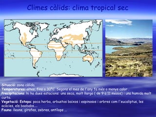 Climes càlids: clima tropical sec
Situació: zona càlida.
Temperatures: altes, fins a 30ºC. Segons el mes de l'any fa més o menys calor .
Precipitacions: hi ha dues estacions: una seca, molt llarga ( de 9 a 11 mesos) i una humida molt
curta.
Vegetació: Estepa: poca herba, arbustos baixos i espinosos i arbres com l'eucaliptus, les
acàcies, els baobabs....
Fauna: lleons, girafes, zebres, antílops ...
 