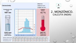 2. MONZÓNICO.
CALCUTA (INDIA)
A
m
 