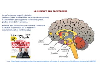 Le striatum aux commandes
Lorsqu’un des cinq objectifs est atteint,
(nourriture, sexe, moindre effort, statut social et information),
le Stiatum libère de la dopamine, l’hormone du plaisir,
pivot du circuit de la récompense.
Alors que nous entrons dans une société de l’abondance,
le striatum ne connaîtrait pas la modération
ce qui entraînerait de nombreux abus.
Image : https://www.researchgate.net/figure/Vue-sagittale-simplifiee-et-schematique-du-cerveau-montrant-les-differentes-structures_fig4_331287007
 