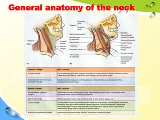 triangles of the neck | ppt Images High Quality Grahic Clinanatomy 3 neck .ppt