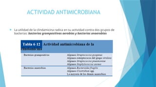 ACTIVIDAD ANTIMICROBIANA
 La utilidad de la clindamicina radica en su actividad contra dos grupos de
bacterias: bacterias grampositivas aerobias y bacterias anaerobias
 