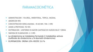 FARAMACOCINÉTICA
 ADMINISTRACION : VIA ORAL, PARENTERAL, TOPICA, VAGINAL
 ABSORCION 90%
 CONCENTRACION SERICA MAXIMA : 45-60 MIN. VIM: 3 HRS
 UNION A PROTEINAS: 92-94%
 DISTRIBUCION : UNIFORME EN MAYOR CANTIDAD EN HUESOS BILIS Y ORINA
 SIMIVIDA DE ELIMINACION: 2-3 HRS
 La clindamicina se metaboliza formando 2 metabolitos activos
(sulfóxido de clindamicina y N-desmetil-clindamicina)
 ELIMINACION: ORINA 10% HECES 3.6 %
 