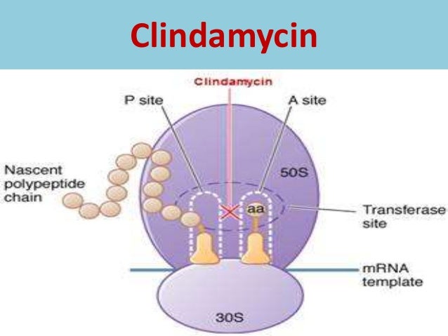 Chloramphenicol Dosage For Adults