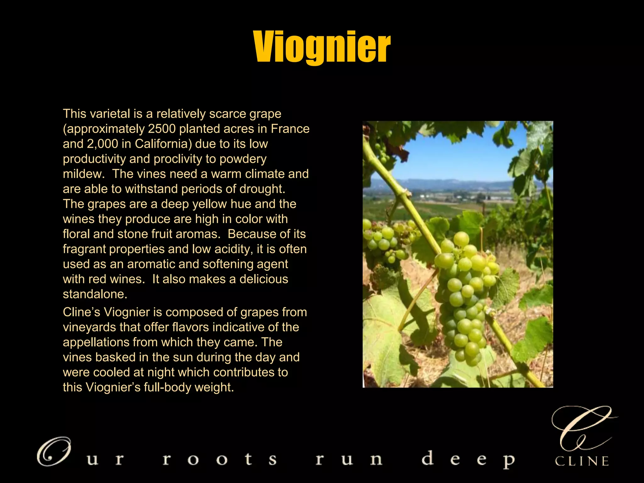 Viognier       This varietal is a relatively scarce grape (approximately 2500 planted acres in France and 2,000 in California) due to its low productivity and proclivity to powdery mildew.  The vines need a warm climate and are able to withstand periods of drought. The grapes are a deep yellow hue and the wines they produce are high in color with floral and stone fruit aromas.  Because of its fragrant properties and low acidity, it is often used as an aromatic and softening agent with red wines.  It also makes a delicious standalone.       Cline’s Viognier is composed of grapes from vineyards that offer flavors indicative of the appellations from which they came. The vines basked in the sun during the day and were cooled at night which contributes to this Viognier’s full-body weight.