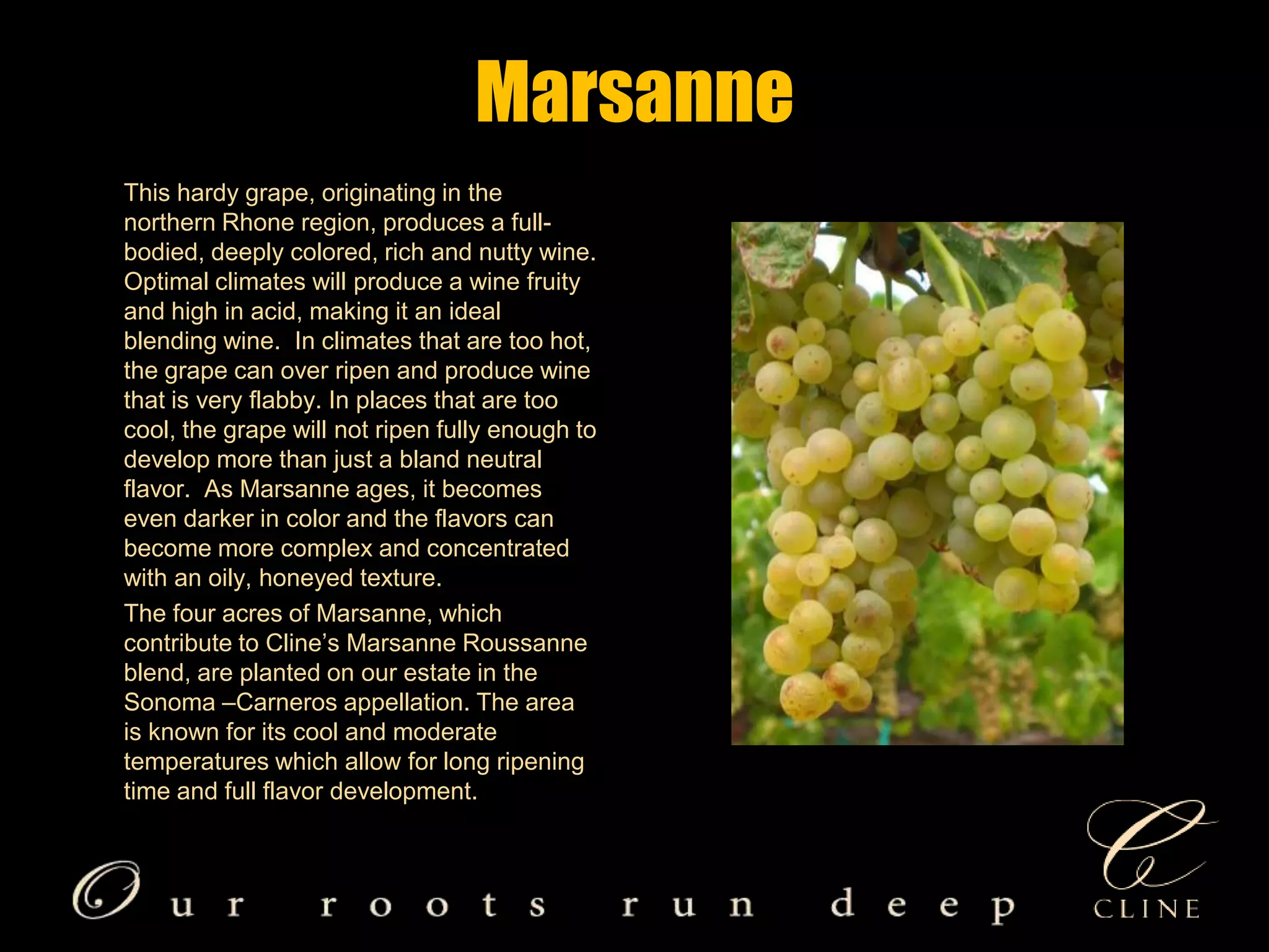 Marsanne       This hardy grape, originating in the northern Rhone region, produces a full-bodied, deeply colored, rich and nutty wine. Optimal climates will produce a wine fruity and high in acid, making it an ideal blending wine.  In climates that are too hot, the grape can over ripen and produce wine that is very flabby. In places that are too cool, the grape will not ripen fully enough to develop more than just a bland neutral flavor.  As Marsanne ages, it becomes even darker in color and the flavors can become more complex and concentrated with an oily, honeyed texture.        The four acres of Marsanne, which contribute to Cline’s Marsanne Roussanne blend, are planted on our estate in the Sonoma –Carneros appellation. The area is known for its cool and moderate temperatures which allow for long ripening time and full flavor development. 