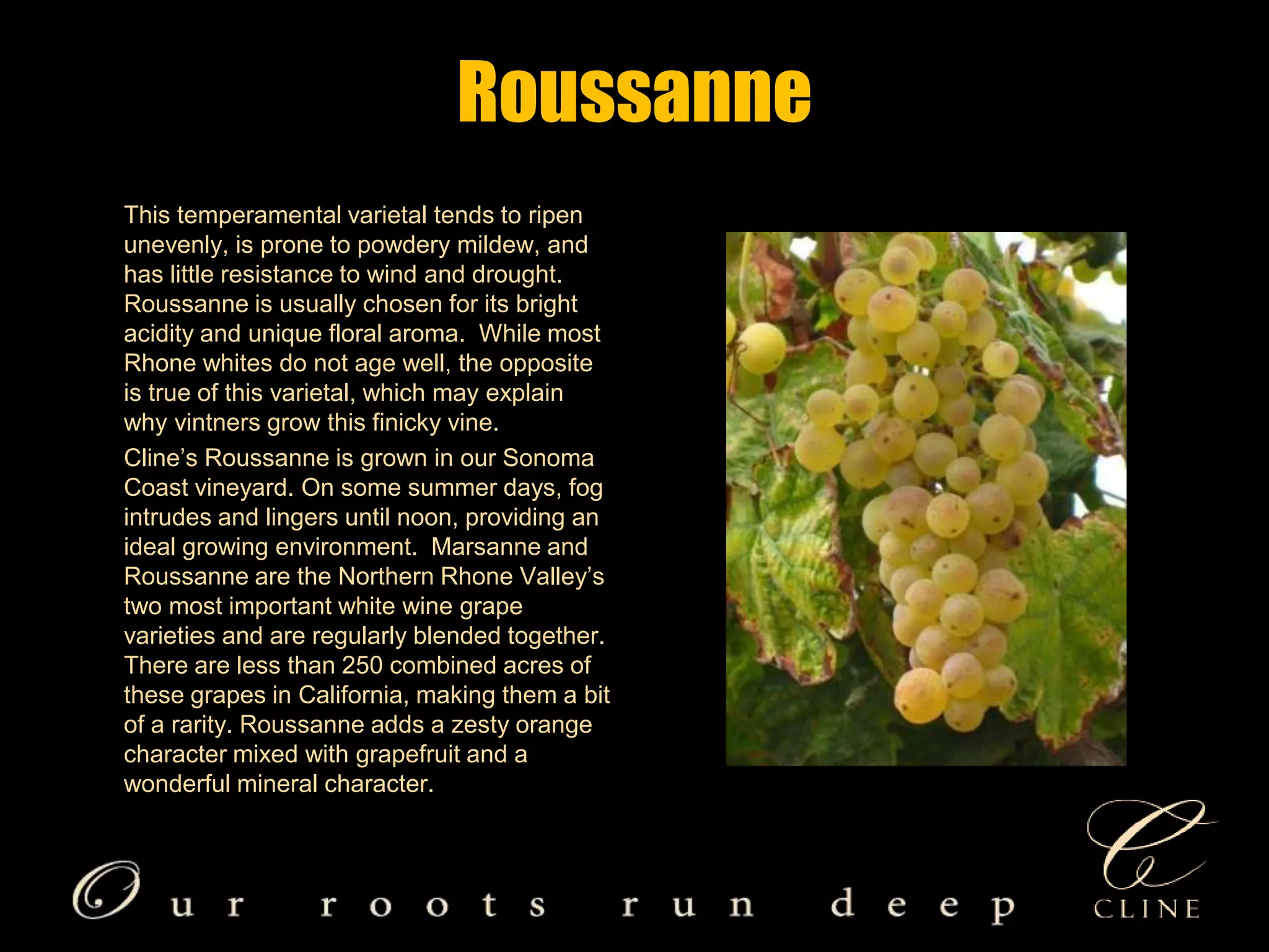 Roussanne       This temperamental varietal tends to ripen unevenly, is prone to powdery mildew, and has little resistance to wind and drought. Roussanne is usually chosen for its bright acidity and unique floral aroma.  While most Rhone whites do not age well, the opposite is true of this varietal, which may explain why vintners grow this finicky vine.          Cline’s Roussanne is grown in our Sonoma Coast vineyard. On some summer days, fog intrudes and lingers until noon, providing an ideal growing environment.  Marsanne and Roussanne are the Northern Rhone Valley’s two most important white wine grape varieties and are regularly blended together. There are less than 250 combined acres of these grapes in California, making them a bit of a rarity. Roussanne adds a zesty orange character mixed with grapefruit and a wonderful mineral character.  