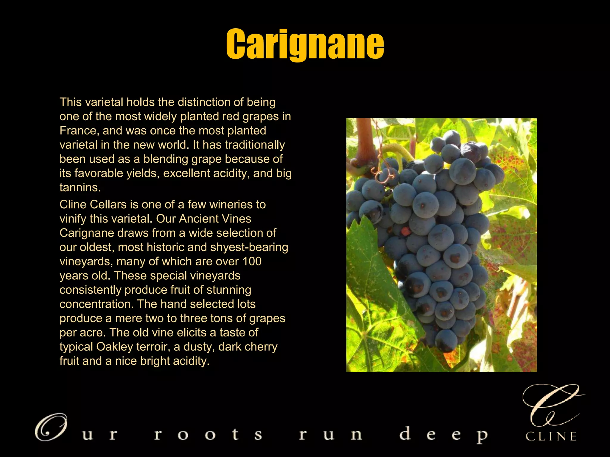 Carignane       This varietal holds the distinction of being one of the most widely planted red grapes in France, and was once the most planted varietal in the new world. It has traditionally been used as a blending grape because of its favorable yields, excellent acidity, and big tannins.        Cline Cellars is one of a few wineries to vinify this varietal. Our Ancient Vines Carignane draws from a wide selection of our oldest, most historic and shyest-bearing vineyards, many of which are over 100 years old. These special vineyards consistently produce fruit of stunning concentration. The hand selected lots produce a mere two to three tons of grapes per acre. The old vine elicits a taste of typical Oakley terroir, a dusty, dark cherry fruit and a nice bright acidity.