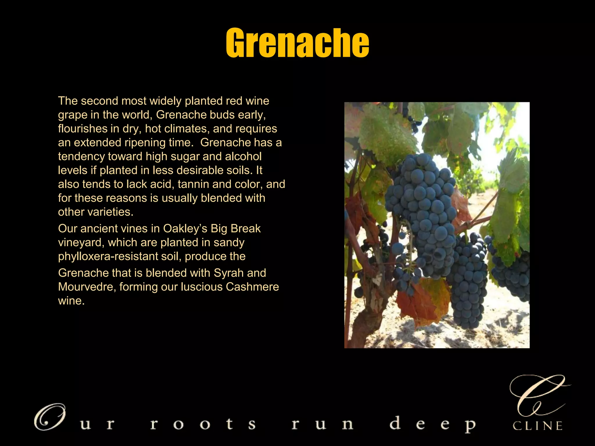 GrenacheThe second most widely planted red wine grape in the world, Grenache buds early, flourishes in dry, hot climates, and requires an extended ripening time.  Grenache has a tendency toward high sugar and alcohol levels if planted in less desirable soils. It also tends to lack acid, tannin and color, and for these reasons is usually blended with other varieties.       Our ancient vines in Oakley’s Big Break vineyard, which are planted in sandy phylloxera-resistant soil, produce the         Grenache that is blended with Syrah and Mourvedre, forming our luscious Cashmere wine.   