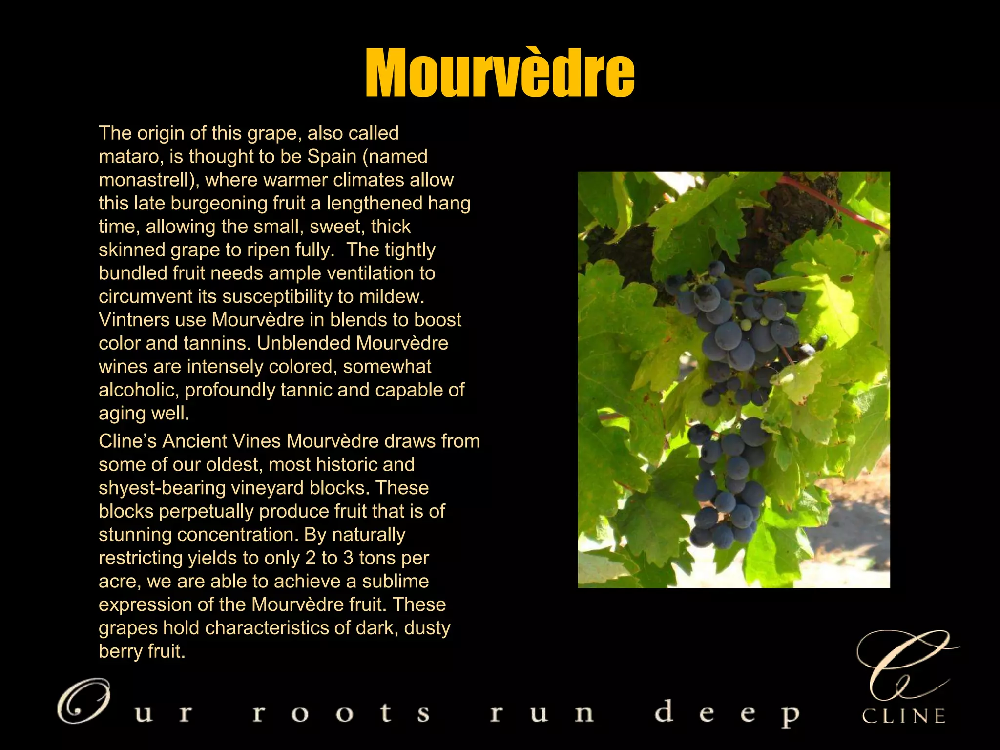 Mourvèdre       The origin of this grape, also called mataro, is thought to be Spain (named monastrell), where warmer climates allow this late burgeoning fruit a lengthened hang time, allowing the small, sweet, thick skinned grape to ripen fully.  The tightly bundled fruit needs ample ventilation to circumvent its susceptibility to mildew. Vintners use Mourvèdre in blends to boost color and tannins. Unblended Mourvèdre wines are intensely colored, somewhat alcoholic, profoundly tannic and capable of aging well.        Cline’s Ancient Vines Mourvèdre draws from some of our oldest, most historic and shyest-bearing vineyard blocks. These blocks perpetually produce fruit that is of stunning concentration. By naturally restricting yields to only 2 to 3 tons per acre, we are able to achieve a sublime expression of the Mourvèdre fruit. These grapes hold characteristics of dark, dusty berry fruit. 
