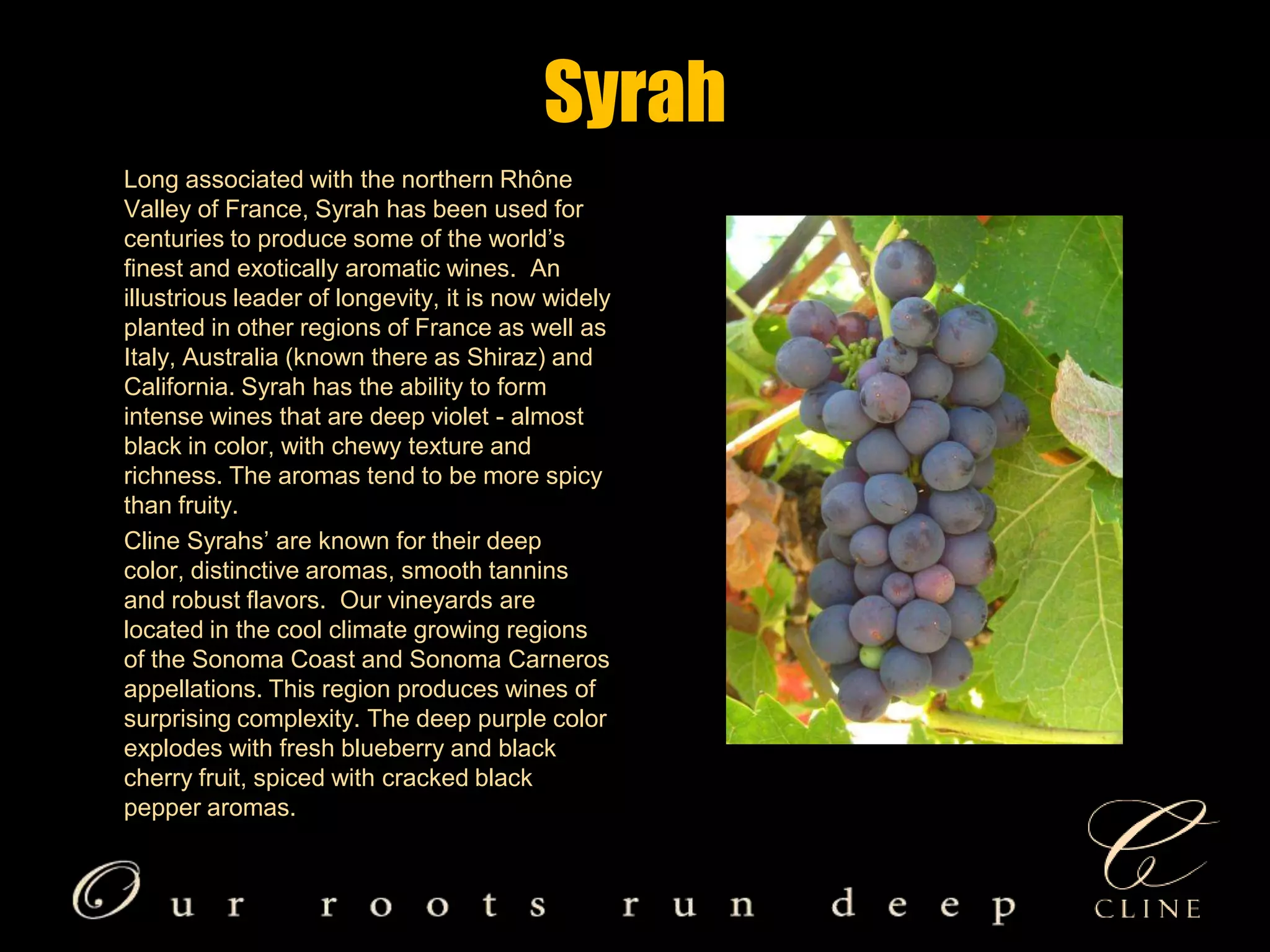Syrah       Long associated with the northern Rhône Valley of France, Syrah has been used for centuries to produce some of the world’s finest and exotically aromatic wines.  An illustrious leader of longevity, it is now widely planted in other regions of France as well as Italy, Australia (known there as Shiraz) and California. Syrah has the ability to form intense wines that are deep violet - almost black in color, with chewy texture and richness. The aromas tend to be more spicy than fruity.       Cline Syrahs’ are known for their deep color, distinctive aromas, smooth tannins and robust flavors.  Our vineyards are located in the cool climate growing regions of the Sonoma Coast and Sonoma Carneros appellations. This region produces wines of surprising complexity. The deep purple color explodes with fresh blueberry and black cherry fruit, spiced with cracked black pepper aromas. 